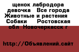 щенок лабродора девочка - Все города Животные и растения » Собаки   . Ростовская обл.,Новочеркасск г.